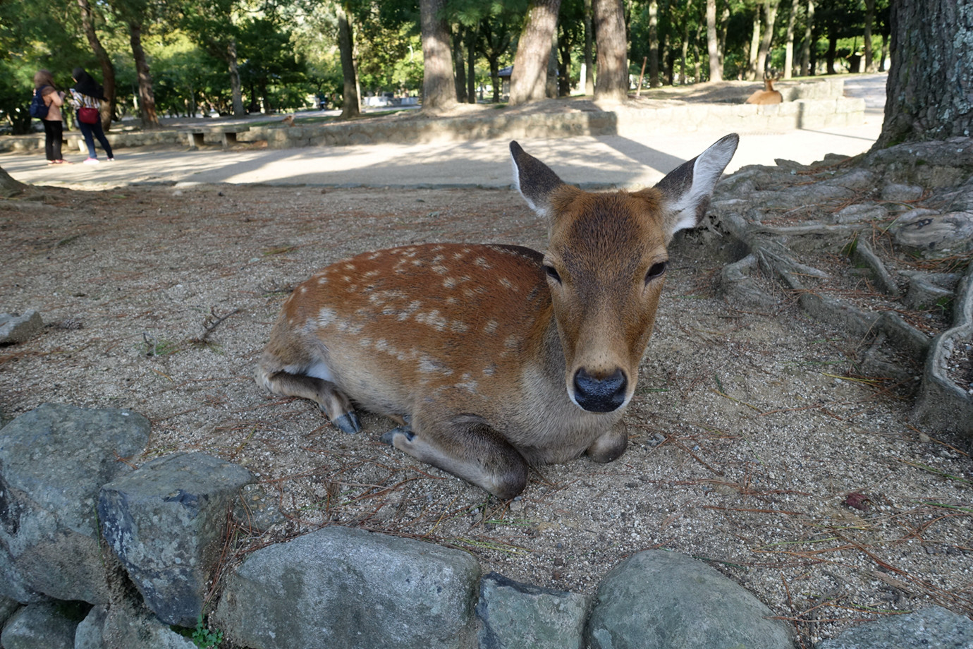 奈良-奈良公園